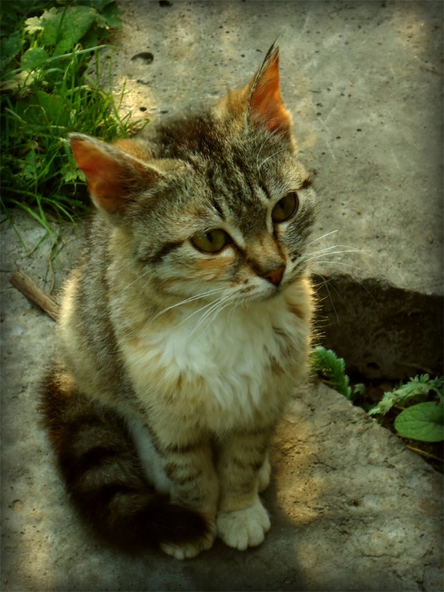 Котовторник!