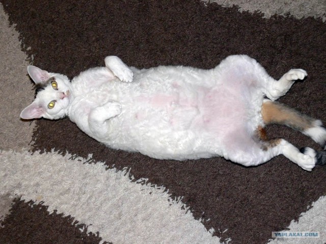 Котовторник стартует