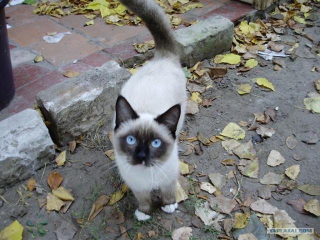 Котовторник! 11.10.11