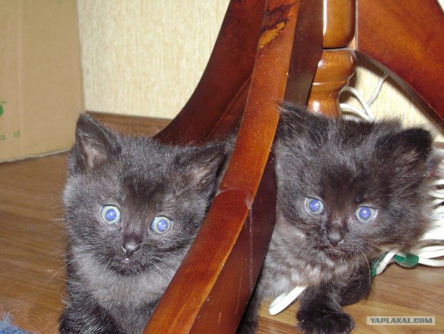 Котовторник 20.12.2011