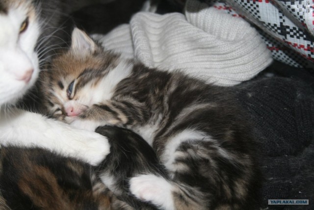 Котовторник 17 января