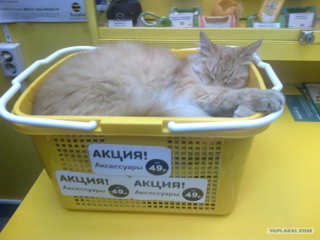 Выставка котов в Киеве