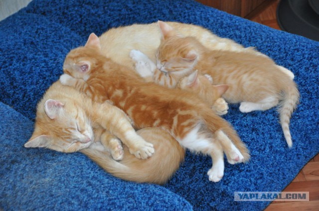 Котовторник 2019