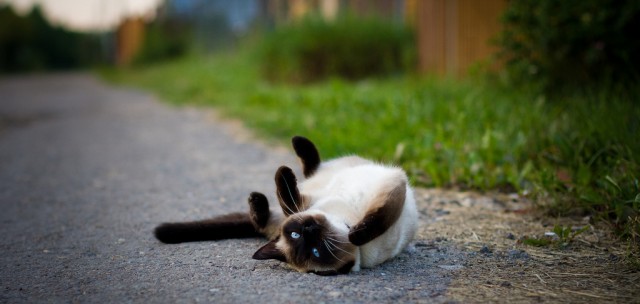 Котовторник 24.04.2012