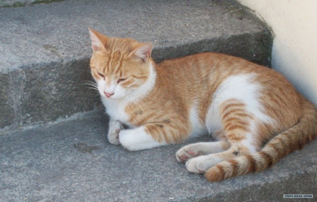 Котовторник 03 07 2012