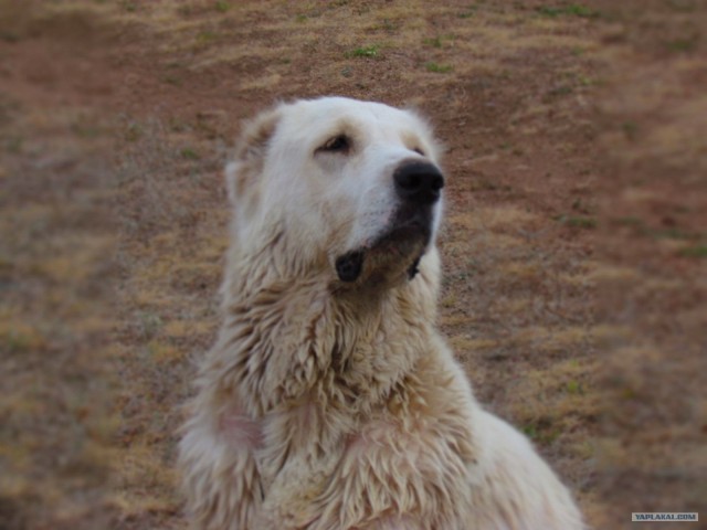 Собака — Улыбака :)