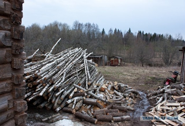 Шамович и волки