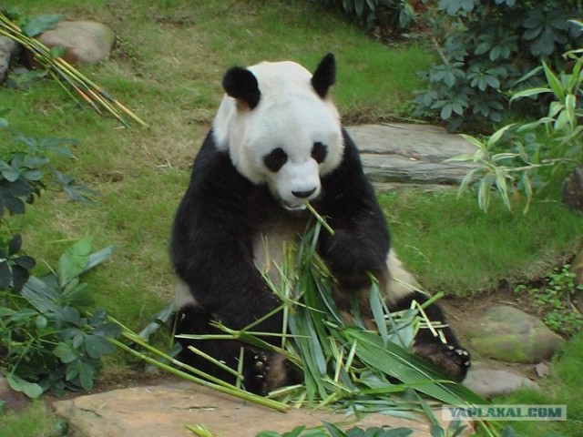 Про сытое царство лени