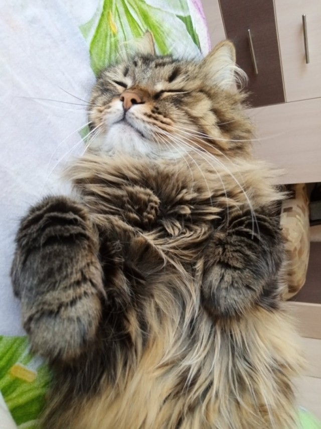 Эти забавные животные