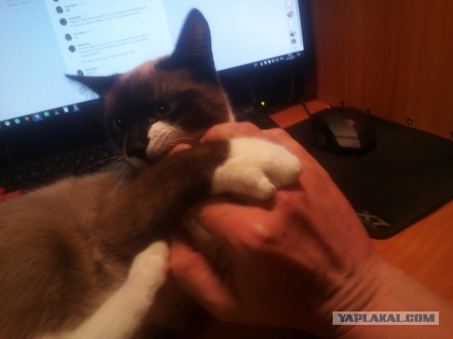 Про прапора, кота