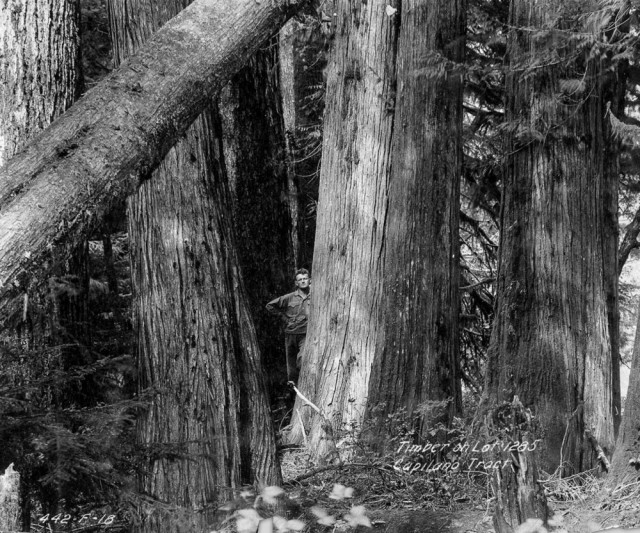 Лесорубы, вырубившие гигантские деревья Британской Колумбии, 1900-1930 гг