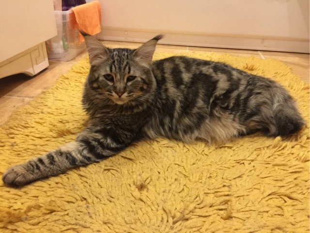 Котовторнику быть!