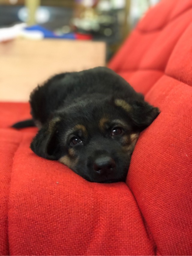 Собачья милота 11.03.21