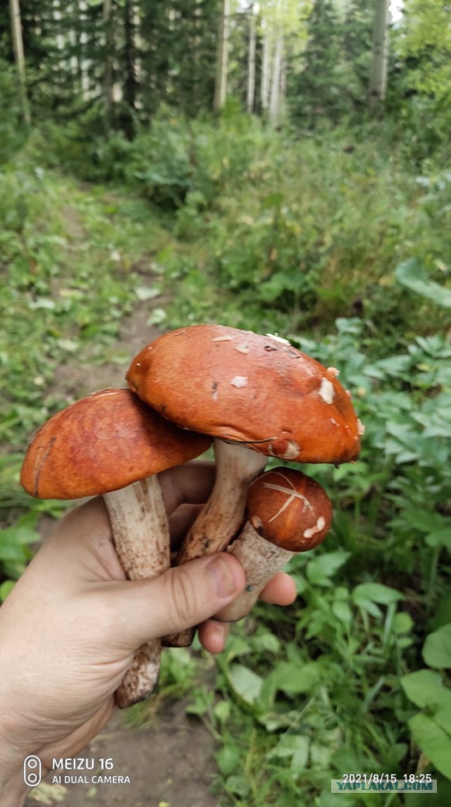 Дачные грибочки