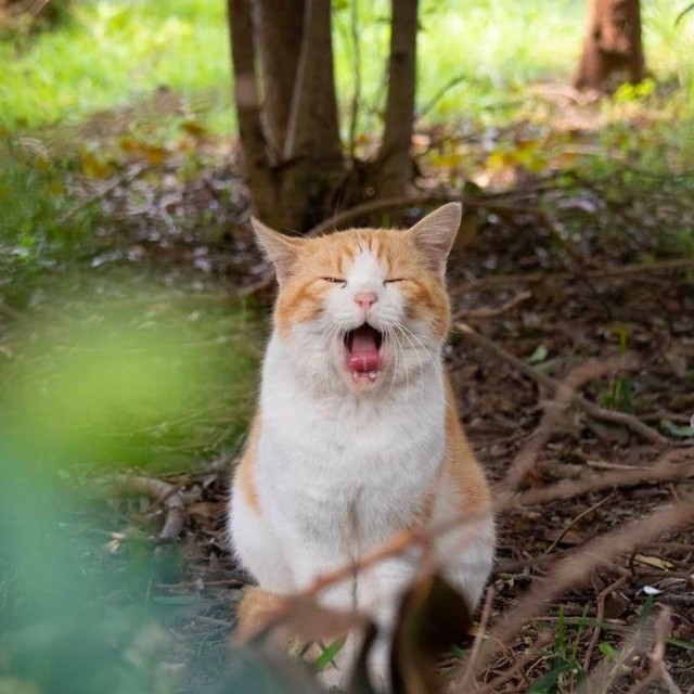 Процесс зевания котичка поэтапно: