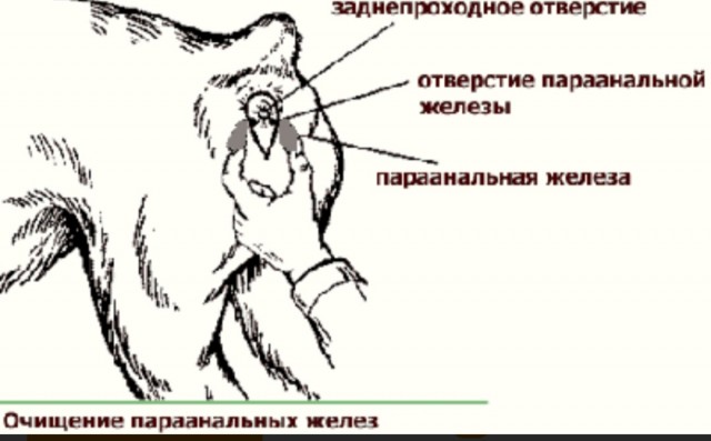 Деликатный и интимный вопрос. 18+
