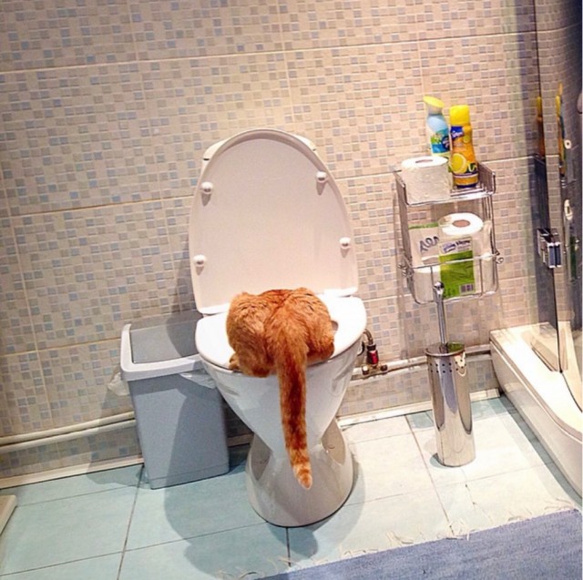 Не буду я ждать котовторника!