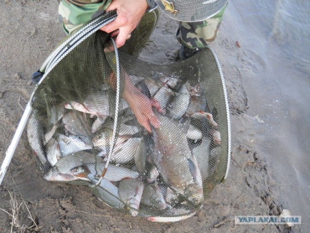 Рыбалка. Болхуны.