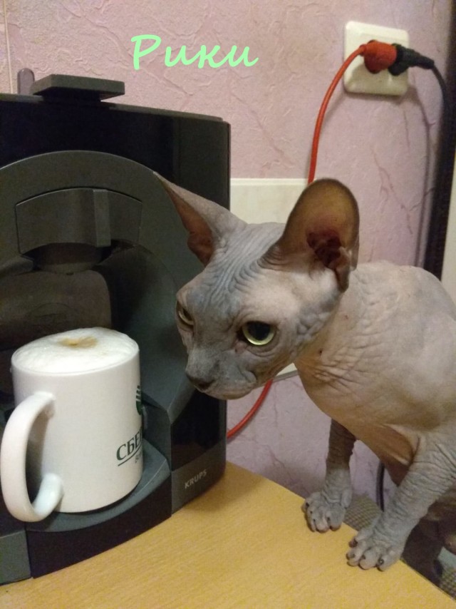 Жизнь домашнего приюта "Котоленд" 366