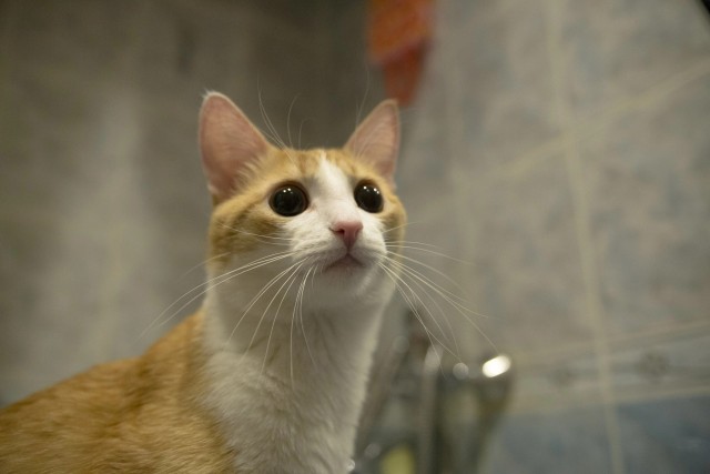 Вы хочите кошек, их есть у меня...