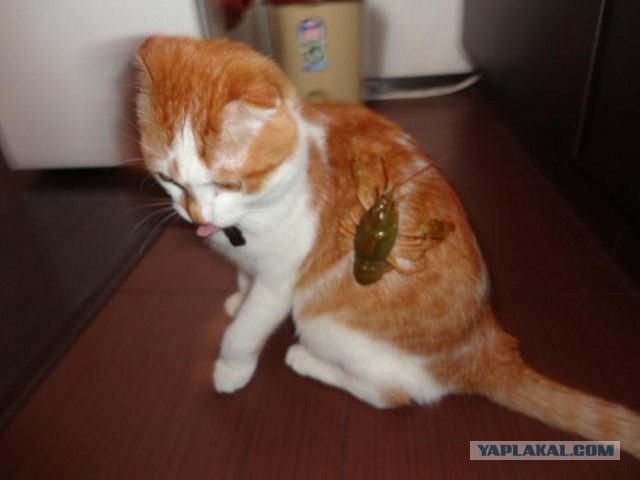 Котовторник 16.04.2013
