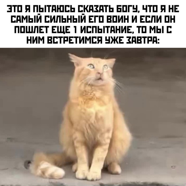 Весёлый полтишок 18.03.2025