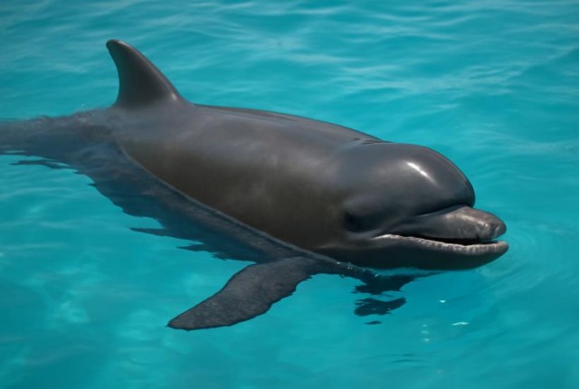 Как встреча дельфина с малой косаткой породила морское чудо: история уникального скрещивания