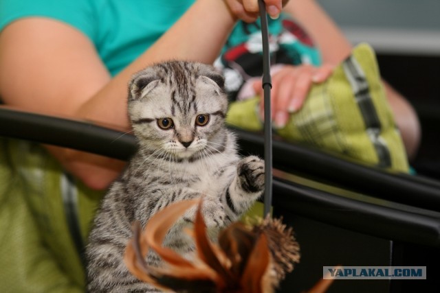 Котовторник 25.06.2013