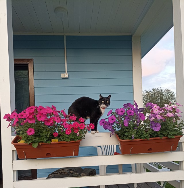 КотоФторник, успеваем?