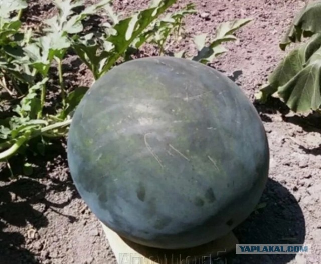 Скоро сезон арбузов