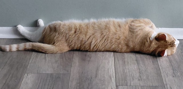 Котовторник скоро.