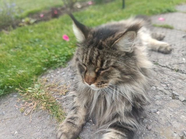 В котовторник привет от Кекса!