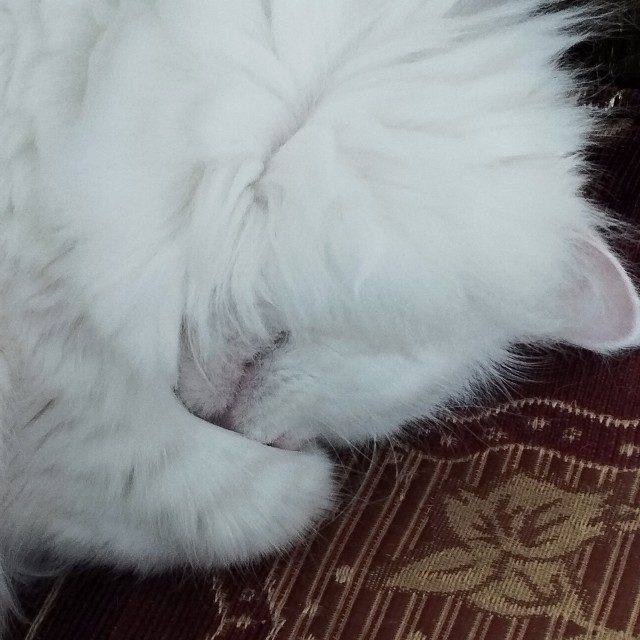 Котовторник наступил