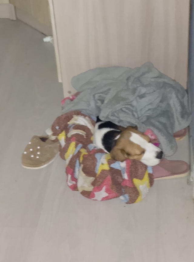 Бабакочетверг