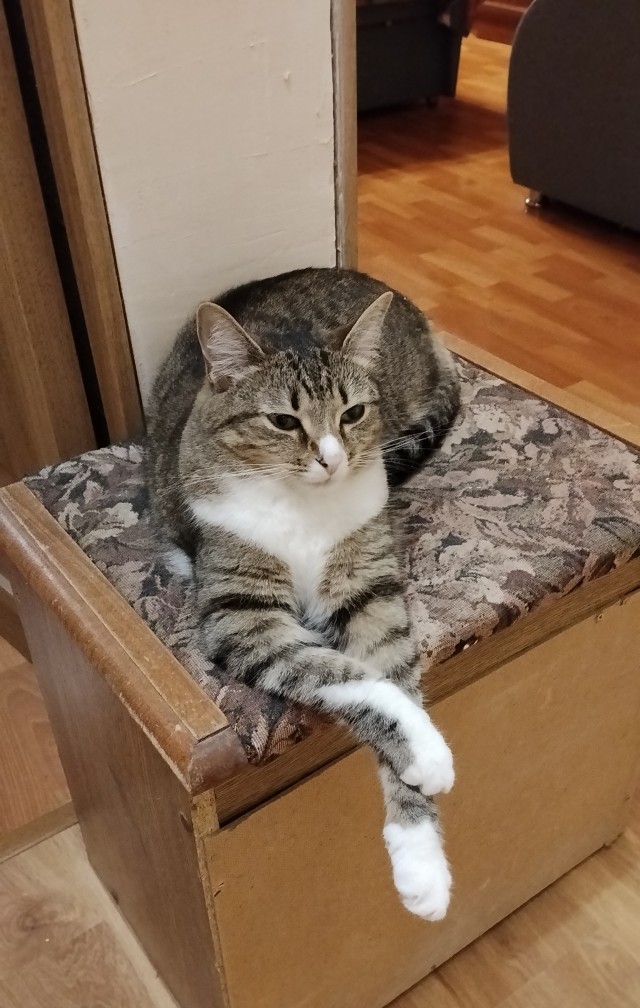 Кото-вторник.