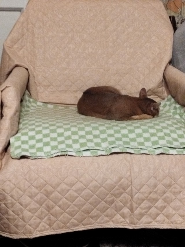 Котовторник
