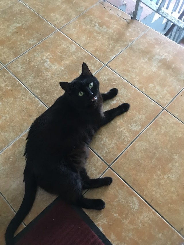 Котовторник