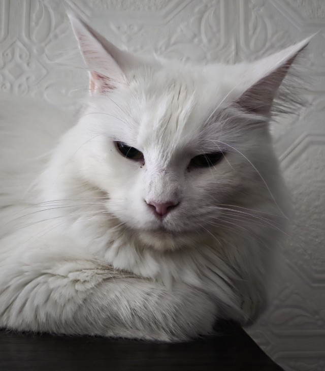 Кошачьи звезды вэбкама