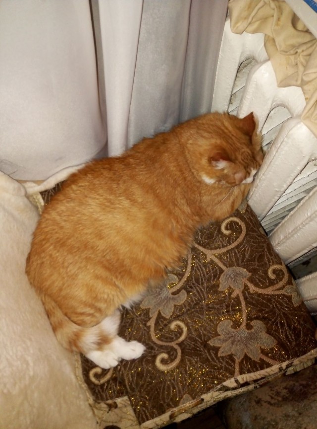 Что с котом?