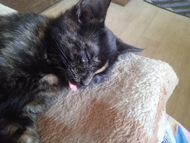 Котовторник же!