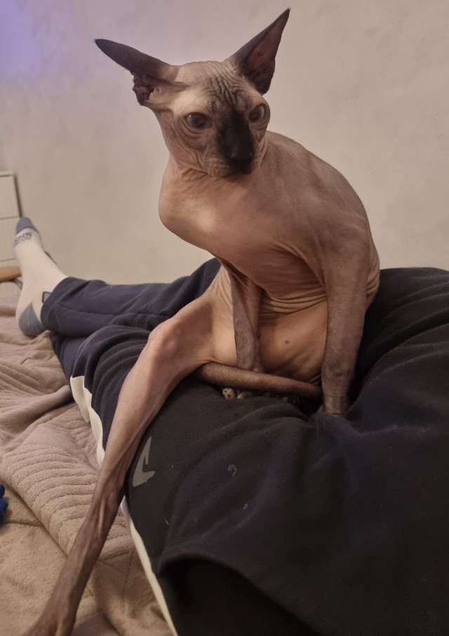 Котовторник. Моё зверьё