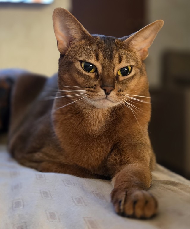 Очередной котовторник