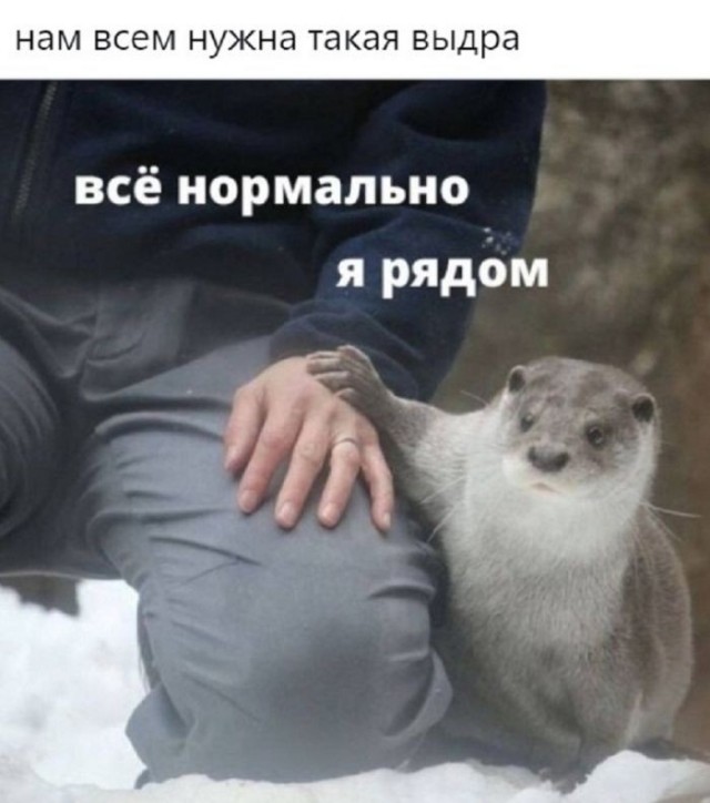Веселые картинки в пятницу (09.10)