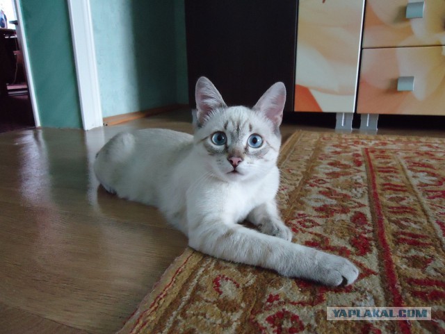 Жизнь и история одного кота