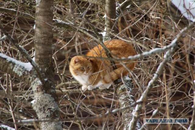 Котовторник 12.11.2013