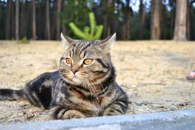 Котовторник 04.03.2014
