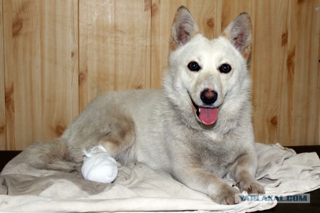 Спасенные собаки