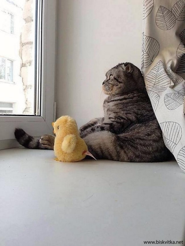 Котовторник 01.04.2014