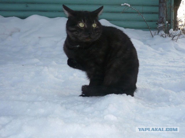 С Котовторником!