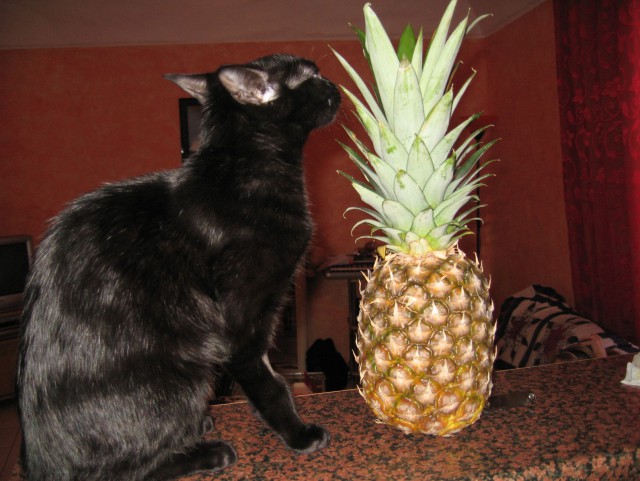 Котовторник 10.06.2014